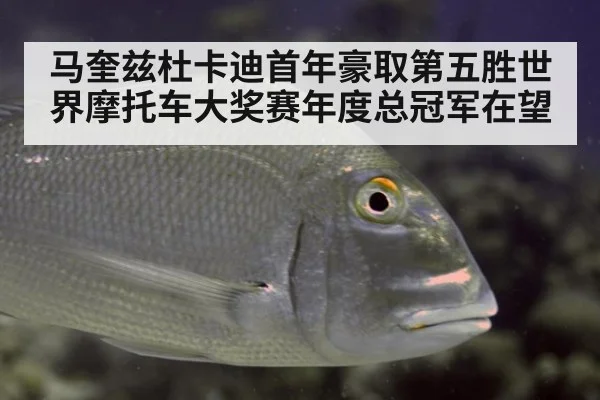 马奎兹杜卡迪首年豪取第五胜世界摩托车大奖赛年度总冠军在望